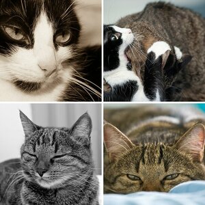 Katzen