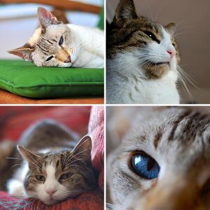 Miau