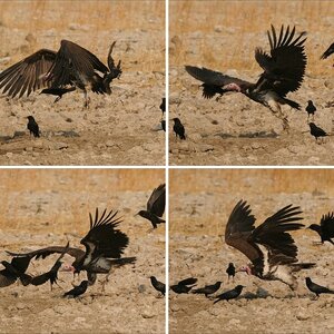Namibia 2009 - Krähen vs. Geier
