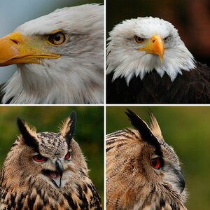 Fotoworkshop Tierpark-Sababurg