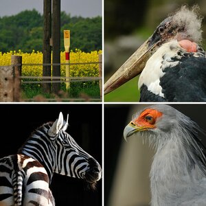 Tamron SP AF 200-500mm F/5-6,3 Di LD [IF]
