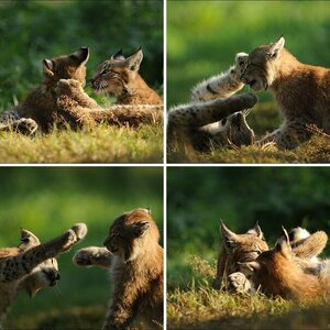 Wildpark Granat