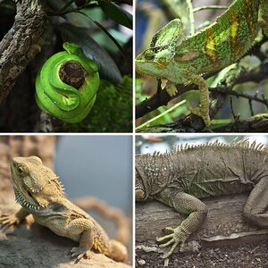 Siegfrieds Bilder