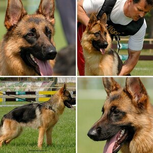 Deutscher Schäferhund-Portraits