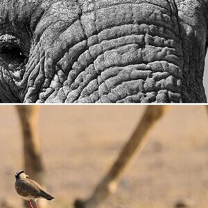 Namibia 2009 - Etosha 2