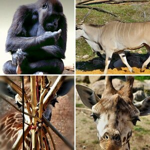 Tiere und Wildlife