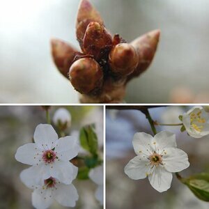 Frühling