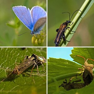 Hauptsächlich Makro