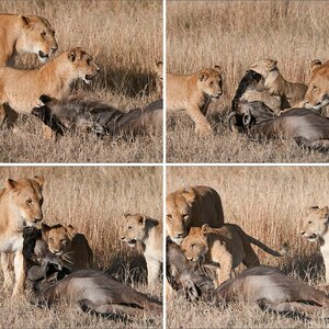 Fotosafari Afrika