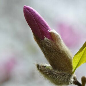 Blumen II