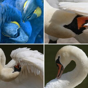 Vögel