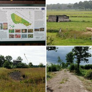 Das Moor