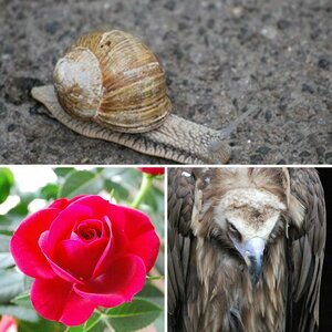 Natur
