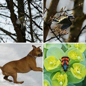 Fauna
