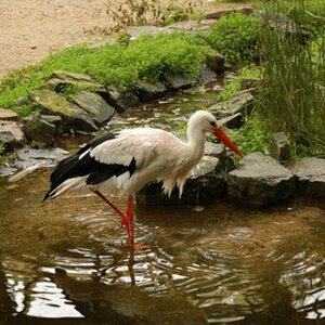 Tierpark Olderdissen