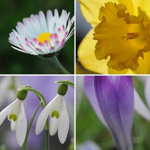 Blüten und Blätter (1)