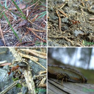 Insekten