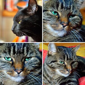 Katzen auf der Spur