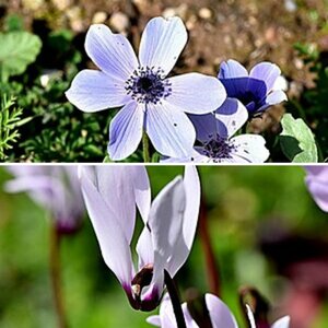 Blumenfotos