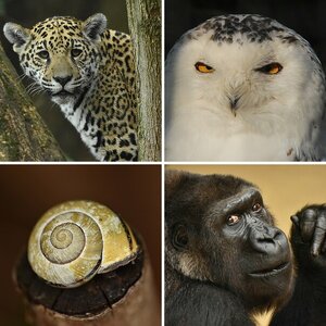 Zoo und Wildlife