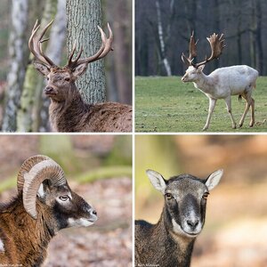 Tamron 150-600 "Thread Beispielbilder Objektive"