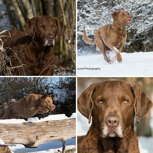 Chesapeake Bay Retriever im Winter