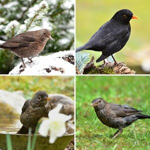 Amsel 4