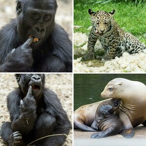 Zoo