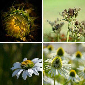 Blumen