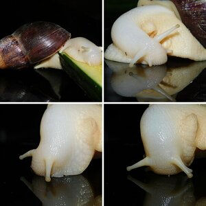 Achatina fulica (afrikanische Rieseschnecke white jade)