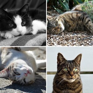 Katzen