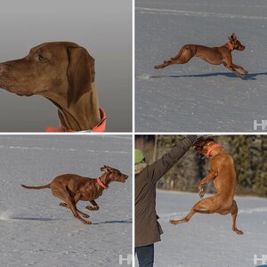 Magyar Vizsla