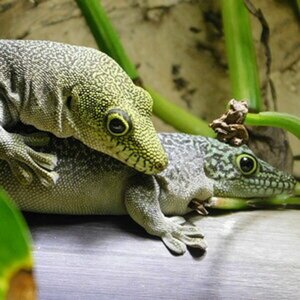 Geckos