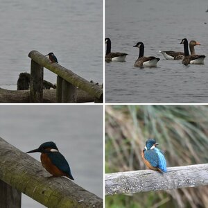 Eisvogel