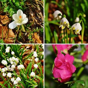 Blumenfotos