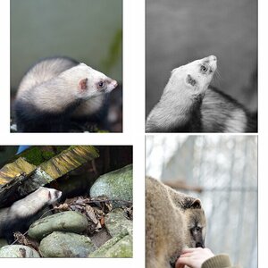 Zoo