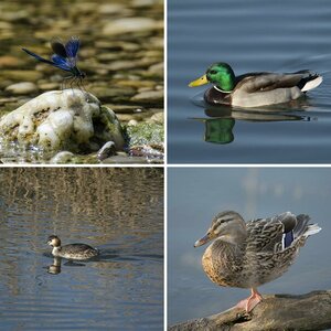 Vogelfreistätte Mittleres Isartal