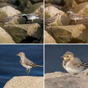 Vogelalbum XII (2019)