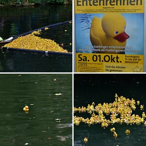 Entenrennen
