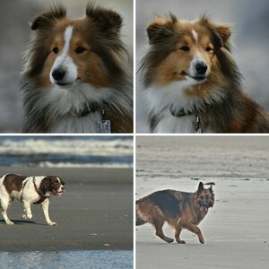 Hunde!