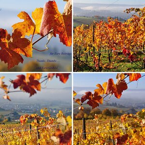 Frühnebel im Weinberg
