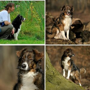 Mitgliederartikel: Hundefotografie