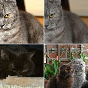 Unsere Katzen