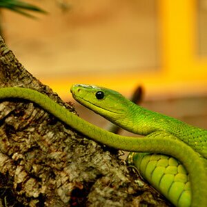 Reptilien