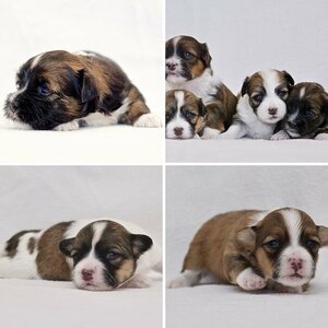 Hundewelpen