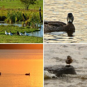 Blässhuhn, Enten