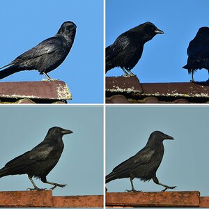 Raben, Tauben