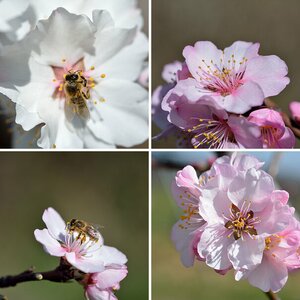 Mandelblüte