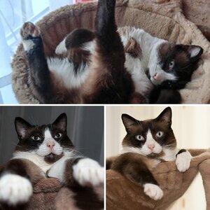 Meine Katze - Elvis lebt