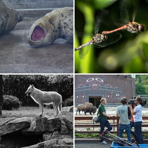 Tiere